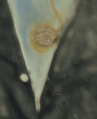 MinerWith ColtDetail